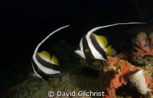 A beautiful pair of Longfin Bannerfish - Heniochus acumin... by David Gilchrist 